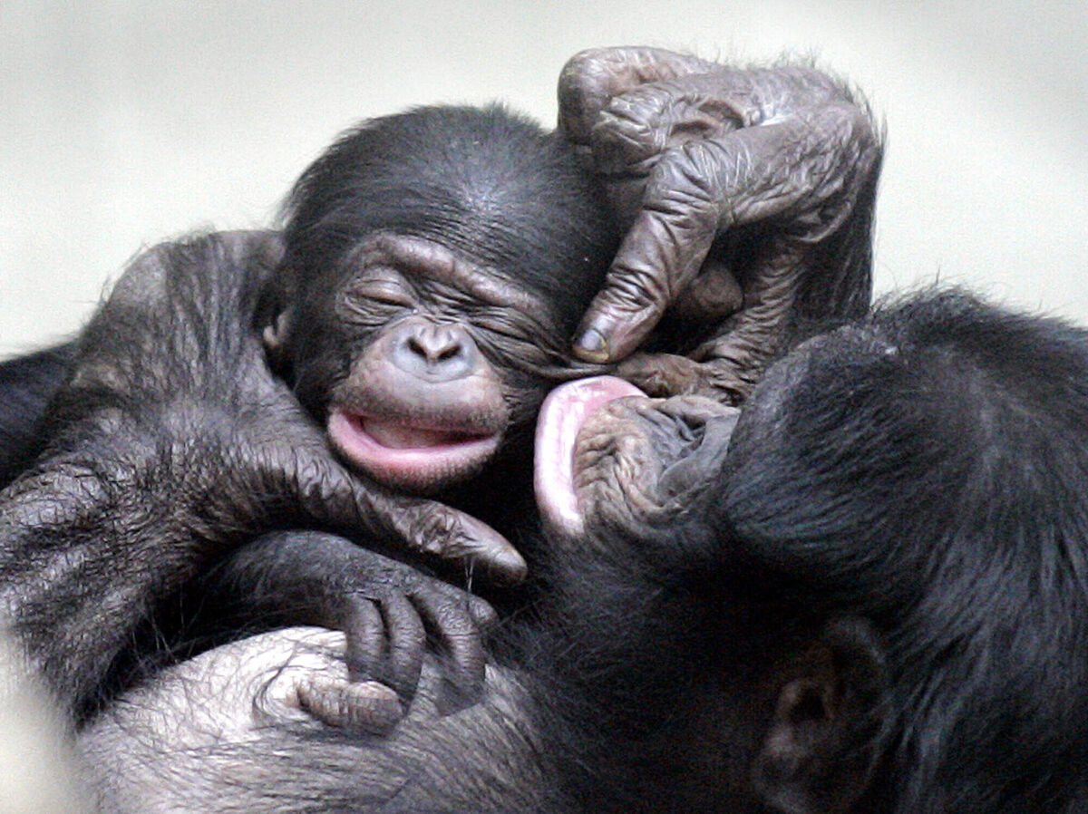 A three week old Bonobo baby is ruffled by his mother. In their habitat in central Africa, Bonobos are threatened with extinction, being thought to be the rarest of all the great ape species. Picture: AP Photo/Martin Meissner A three week old Bonobo baby is ruffled by his mother. In their habitat in central Africa, Bonobos are threatened with extinction, being thought to be the rarest of all the great ape species. Picture: AP Photo/Martin Meissner