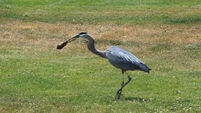 Watch this heron pluck a gopher from underground and devour it whole