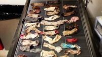 Forty-three socks were found in a Great Dane