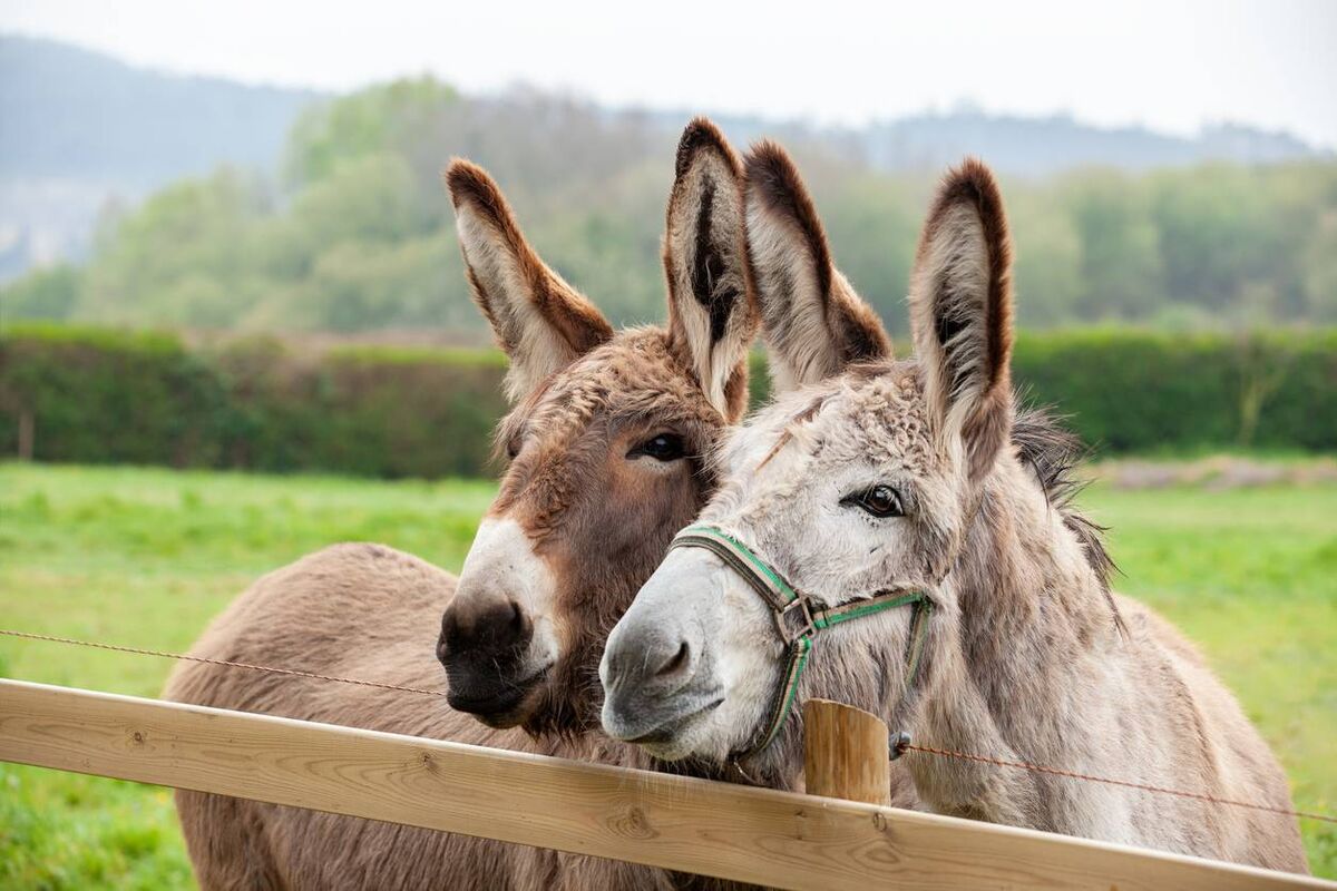 'I don't have any horses,' I declared, 'but I know where there are two fine donkeys and could have them on the farm in two shakes of a ram's tail.'