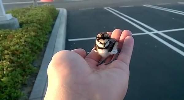 VIDEO: Lovely moment as man returns rescued baby bird to its family