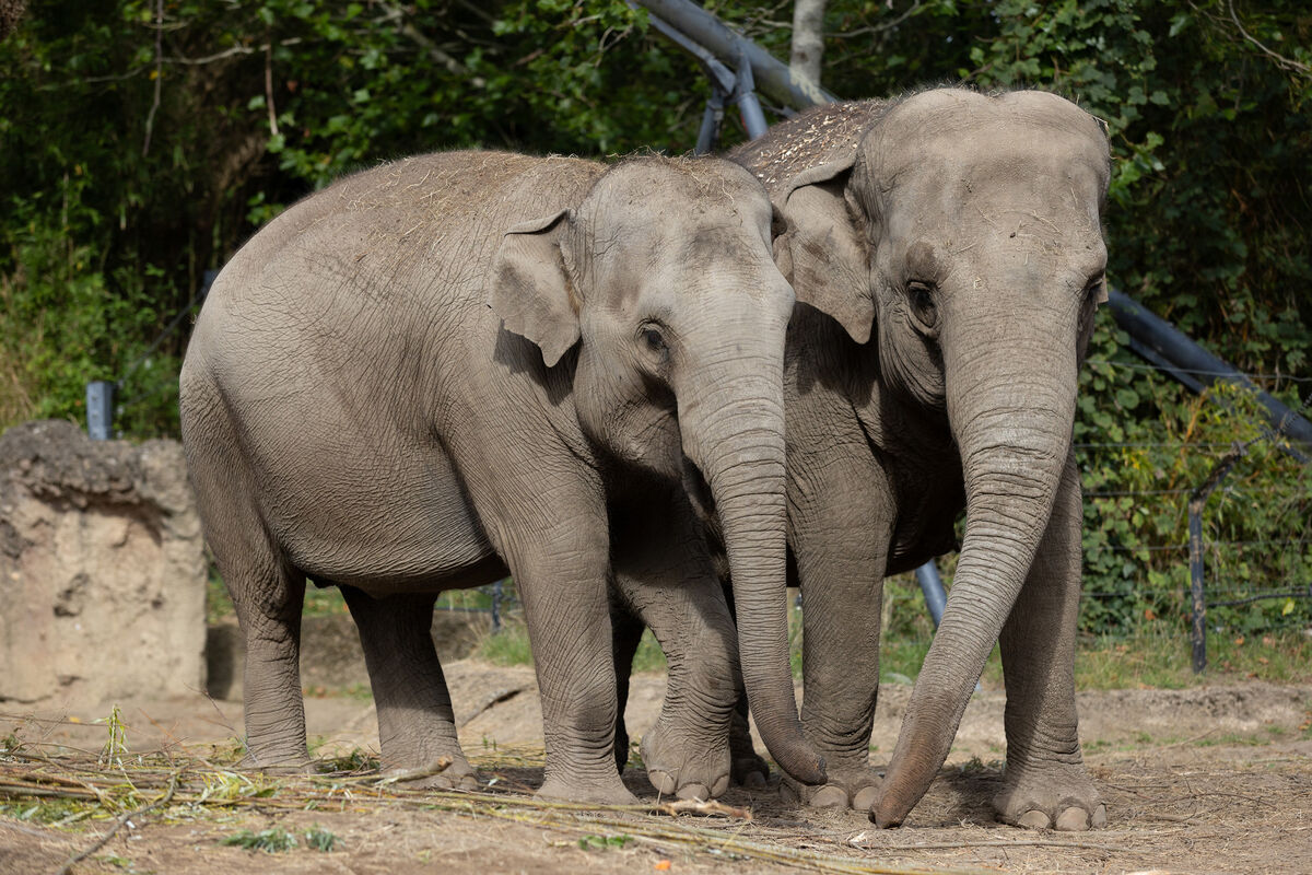 Dublin Zoo said staff worked 'tirelessly during the most critical and challenging days of this emergency, regularly consulting with international experts in elephant health and virology'.
