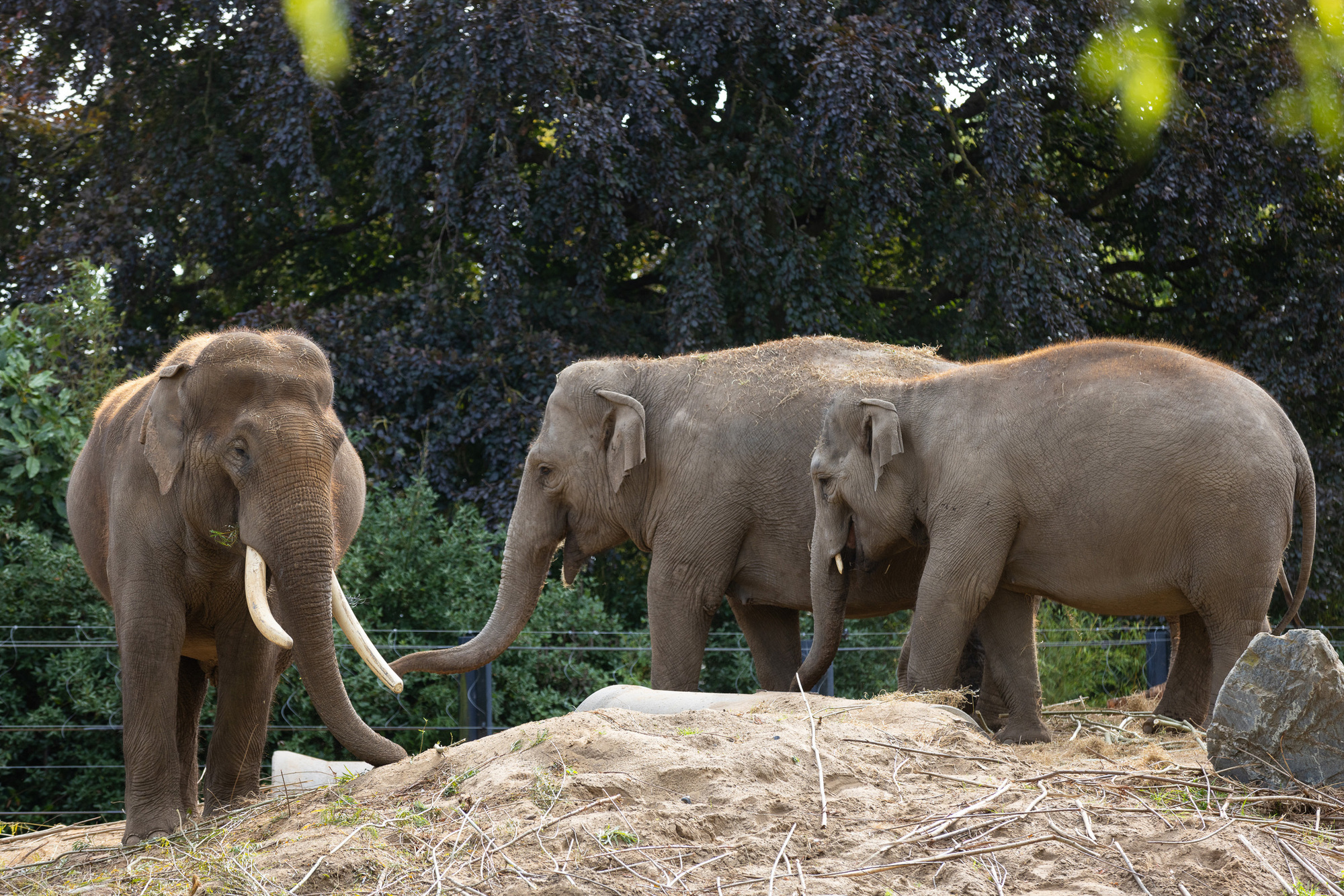 Dublin Zoo says its elephants are no longer at risk of deadly virus following two deaths in July