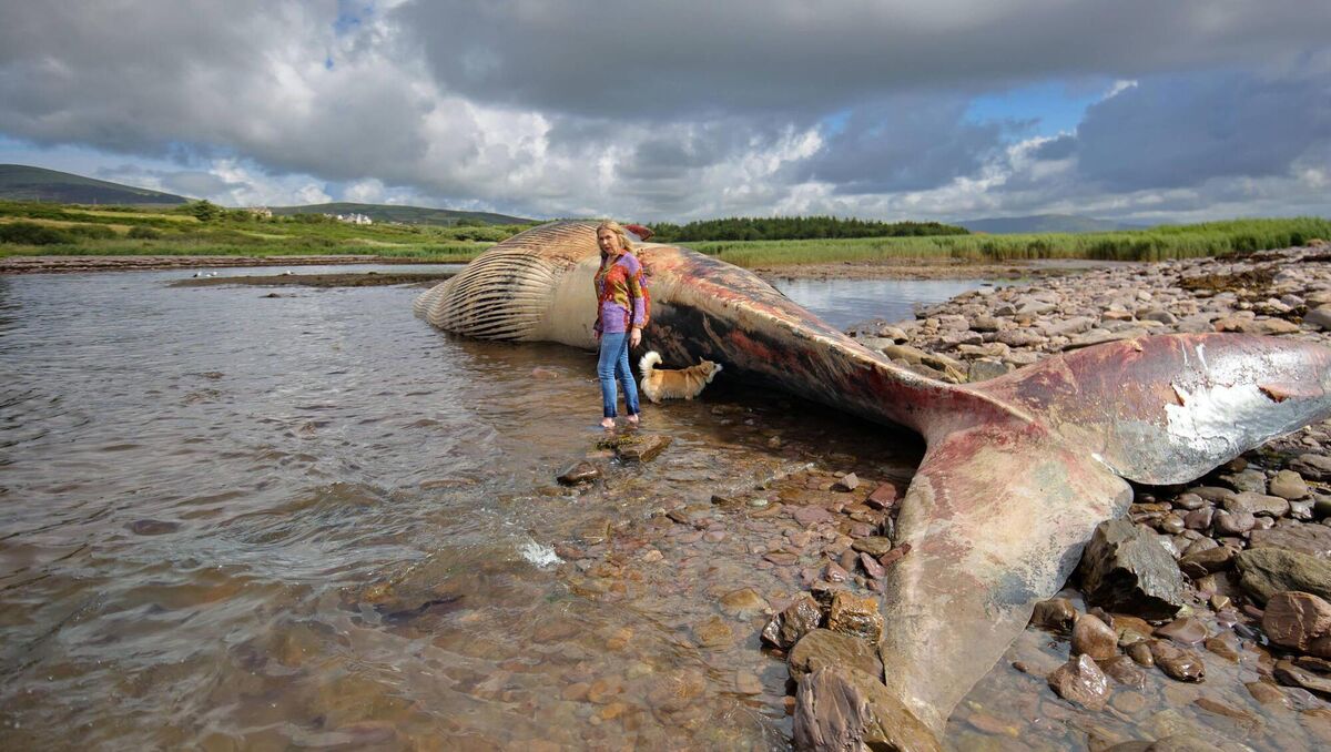 We know just a fraction of what there is to be known about the sea and what's in it, Fiacc believes. Pictured is a fin whale washed up at Baile Uí Chuill Strand, Ballinskelligs, Co Kerry just last year.