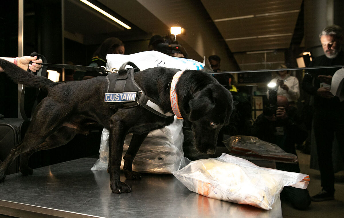 Revenue Customs detection dog Jack at Dublin Airport. Picture: Gareth Chaney/PA Wire