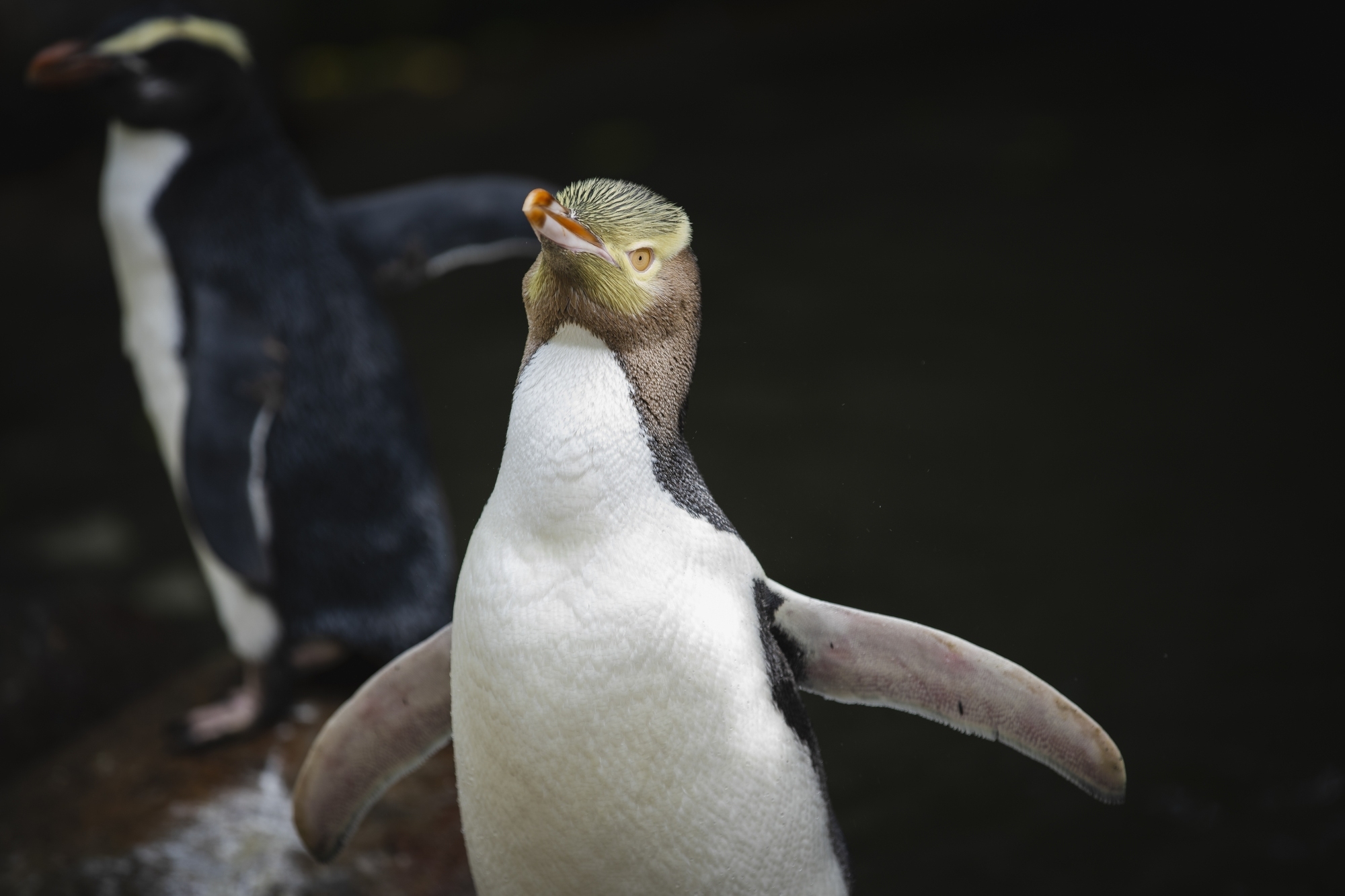 Shy penguin wins New Zealand’s bird election after campaign filled with memes