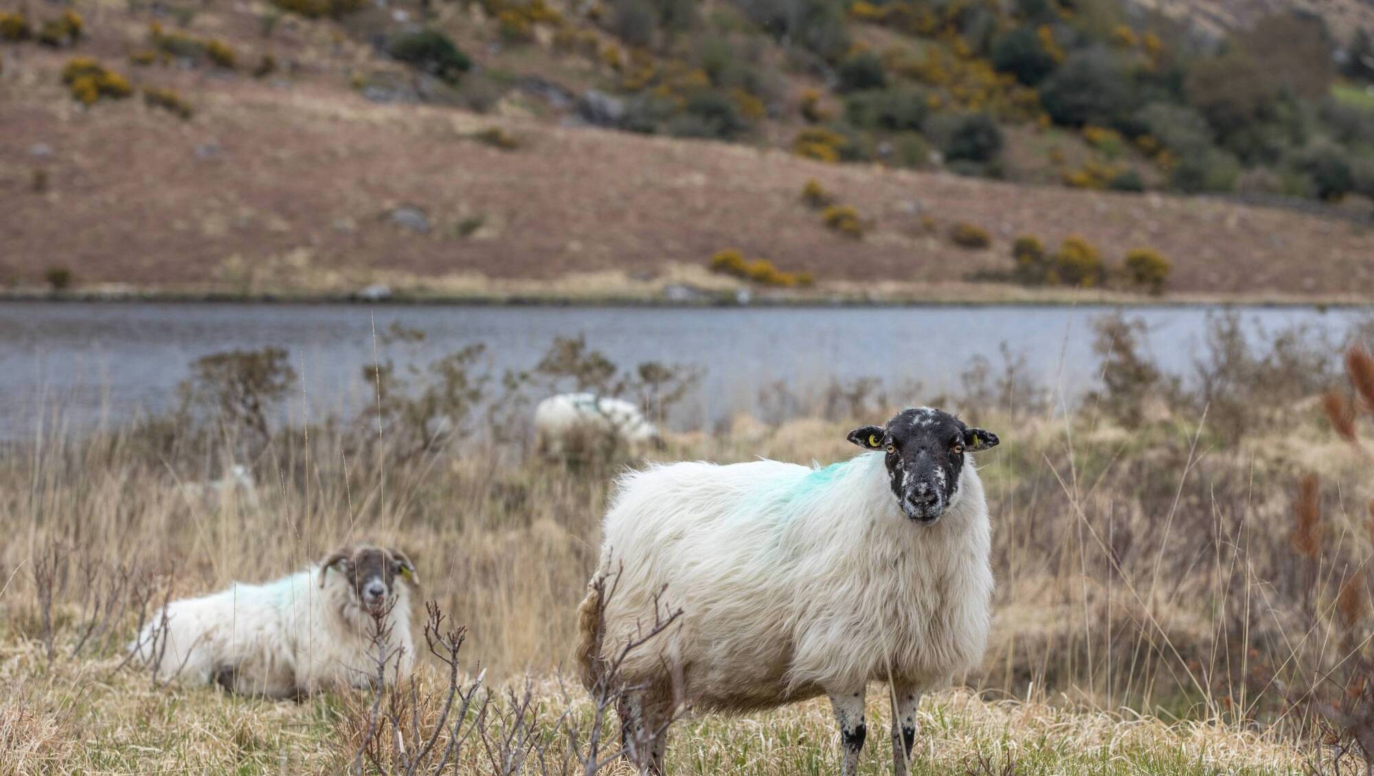 Rural Ireland Thinks poll: Health, housing, and the cost of living remain key voter concerns