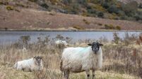Rural Ireland Thinks poll: Health, housing, and the cost of living remain key voter concerns