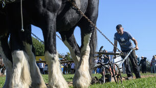 <p>Jeremiah Delaney, Macroom ploughing in the U40 horse class on the first day of the National Ploughing Championships at Ratheniska, Co Laois. Picture Dan Linehan</p> <p>Jeremiah Delaney, Macroom ploughing in the U40 horse class on the first day of the National Ploughing Championships at Ratheniska, Co Laois. Picture Dan Linehan</p>