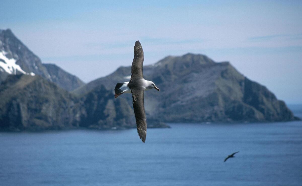 A grey headed albatross. Albatrosses regularly make epic round-the-world flights when they are not busy breeding. One bird tracked by researchers took just 46 days to travel a minimum distance of 22,000 kilometres. Picture: British Antarctic Survey/PA