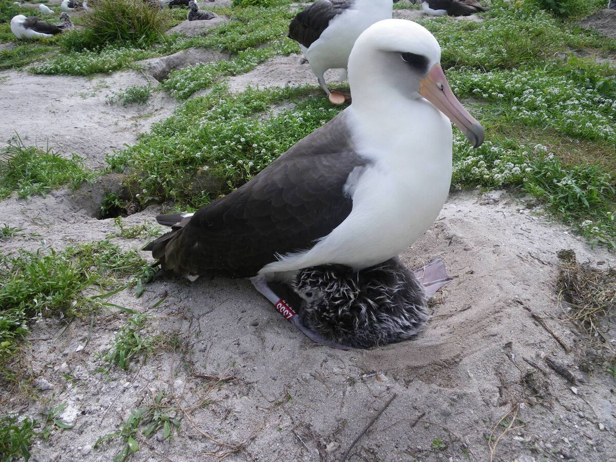 A Laysan Albatross with her newly hatched chick. Picture: John Klavitter/US Fish and Wildlife Service