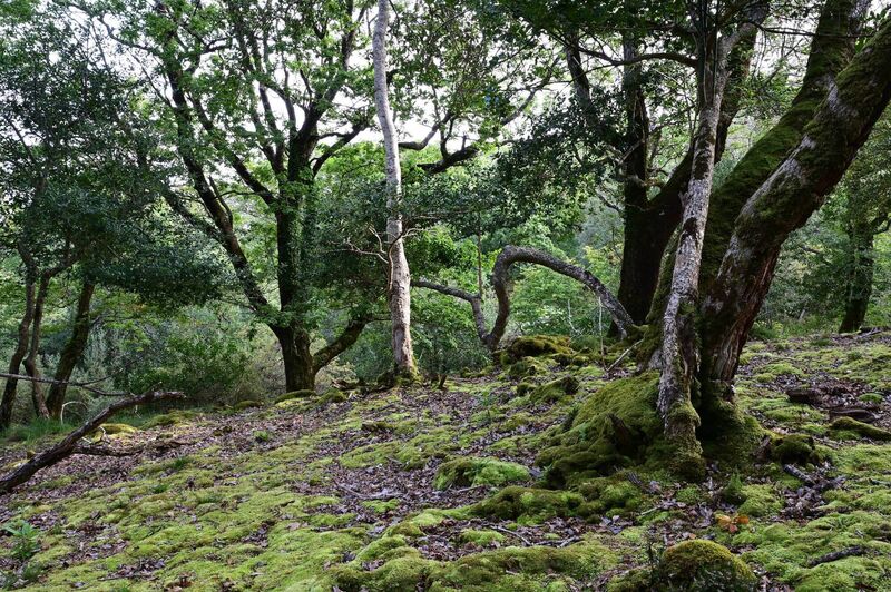 The bare forest floor is ideal for the rapid spread of invasive plants