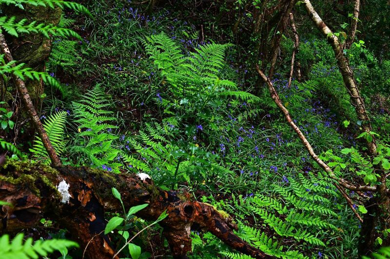 The explosion of life — trees, flowers, insects, birds, even several rare native mammals — on my 73-acre farm has been a sheer revelation