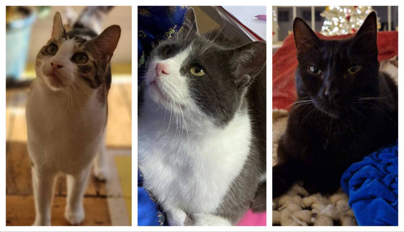 Ireland's 'childless cat ladies' on why they love their lives — and are proud of their feline friends