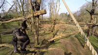 VIDEO: Chimp destroys drone (is humanity doomed?)