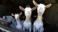 VIDEO: Goats give farmer a bit of backchat