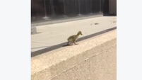 VIDEO: Adorable goslings make dramatic leap to reunite with parents