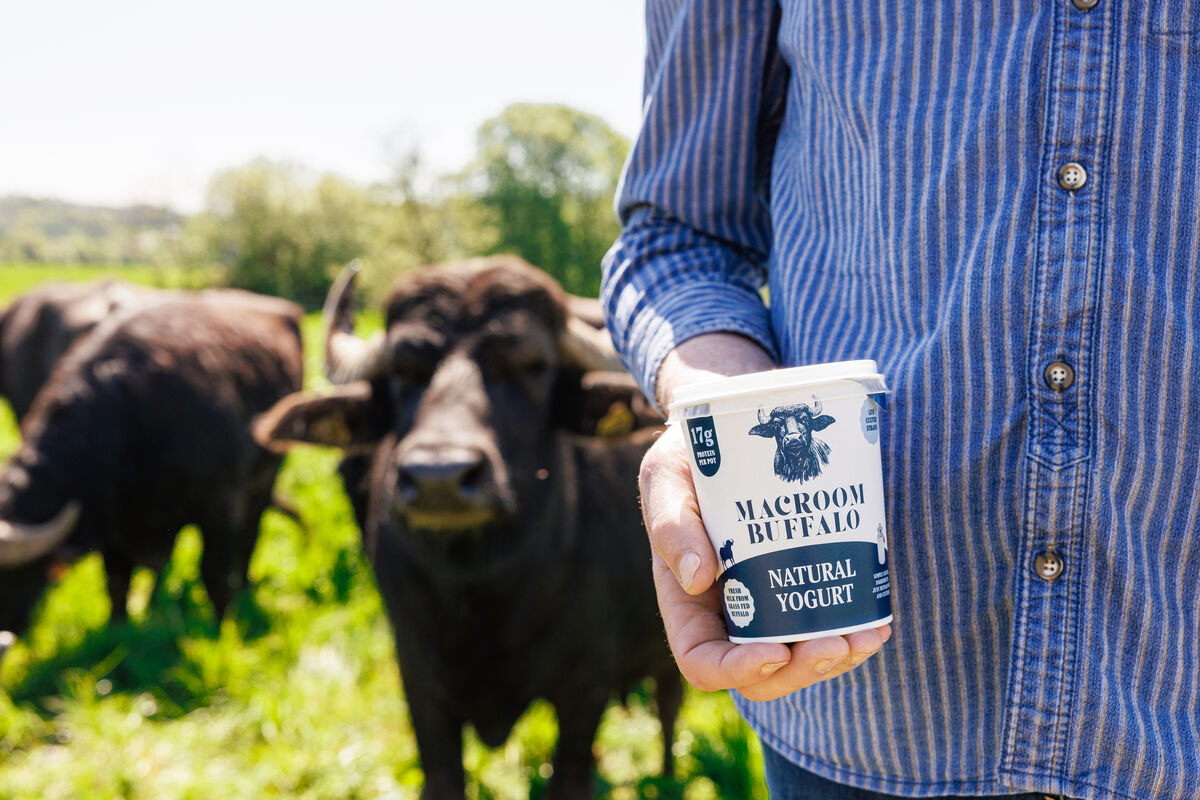 Macroom Buffalo Yogurt Macroom Buffalo Yogurt