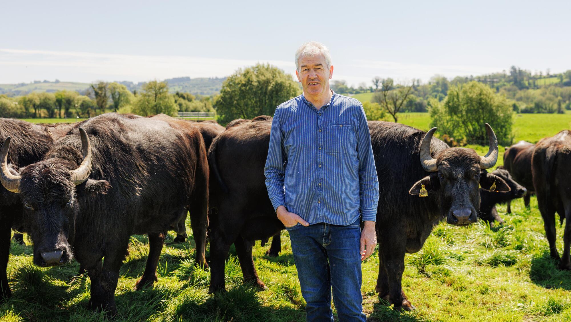 Where the buffalo roam — in Macroom