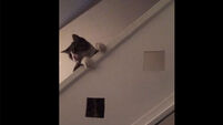 For your consideration… a cat sliding down a banister