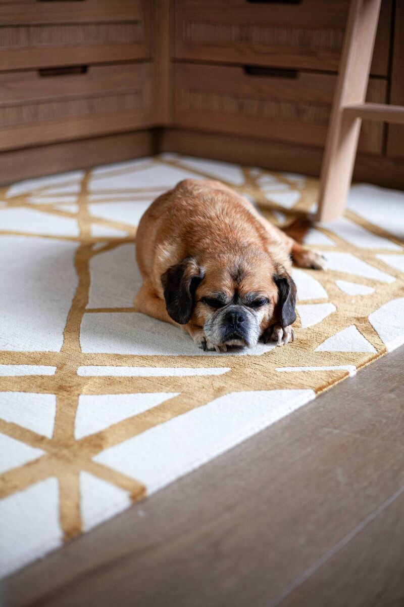 Baxter taking a nap. Baxter taking a nap.