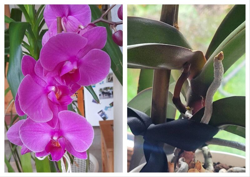 Caroline Delaney's moth orchid