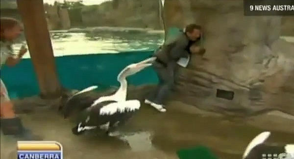 WATCH: Pelican attacks reporter live on TV