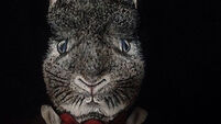 Irish make-up artist transforms herself into nightmarish Easter bunny