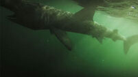 Amazing underwater footage of basking shark off West Cork