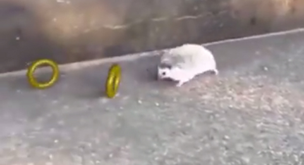 WATCH: Sonic the Hedgehog in real life