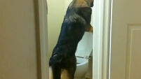 VIDEO: The dog that can use and flush the toilet
