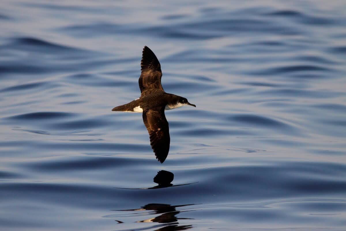 Manx shearwater
