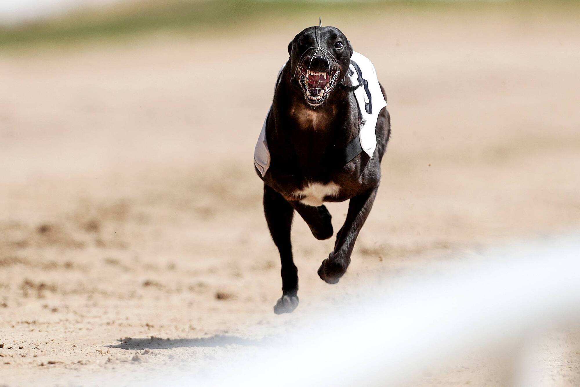 Budget 2025 raises funding for horseracing and greyhounds to €99m