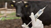 Veterinarian giving vaccine to cows