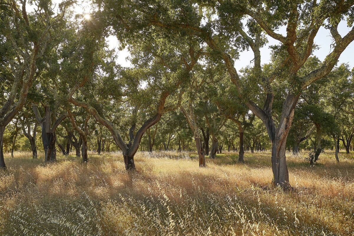Cork oak trees abound