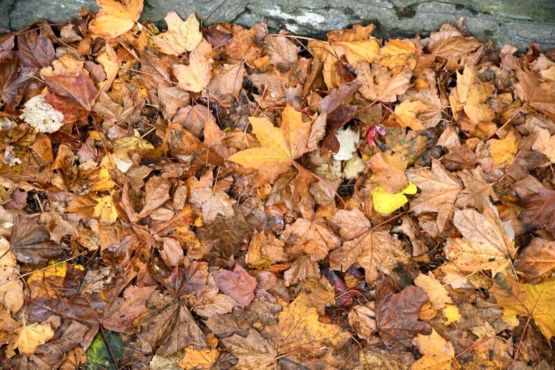 Anja Murray: "There is a need for local authorities, landscapers and park departments across the country to adopt policies that support overwintering invertebrates too. Leaf litter, dead wood, old plants with hollow stems, and log piles are crucial not only for many hundreds of moth species, but also for many kinds of butterfly, solitary bee, shield bug, hoverfly, ladybird and more." Picture: Denis Minihane Anja Murray: "There is a need for local authorities, landscapers and park departments across the country to adopt policies that support overwintering invertebrates too. Leaf litter, dead wood, old plants with hollow stems, and log piles are crucial not only for many hundreds of moth species, but also for many kinds of butterfly, solitary bee, shield bug, hoverfly, ladybird and more." Picture: Denis Minihane