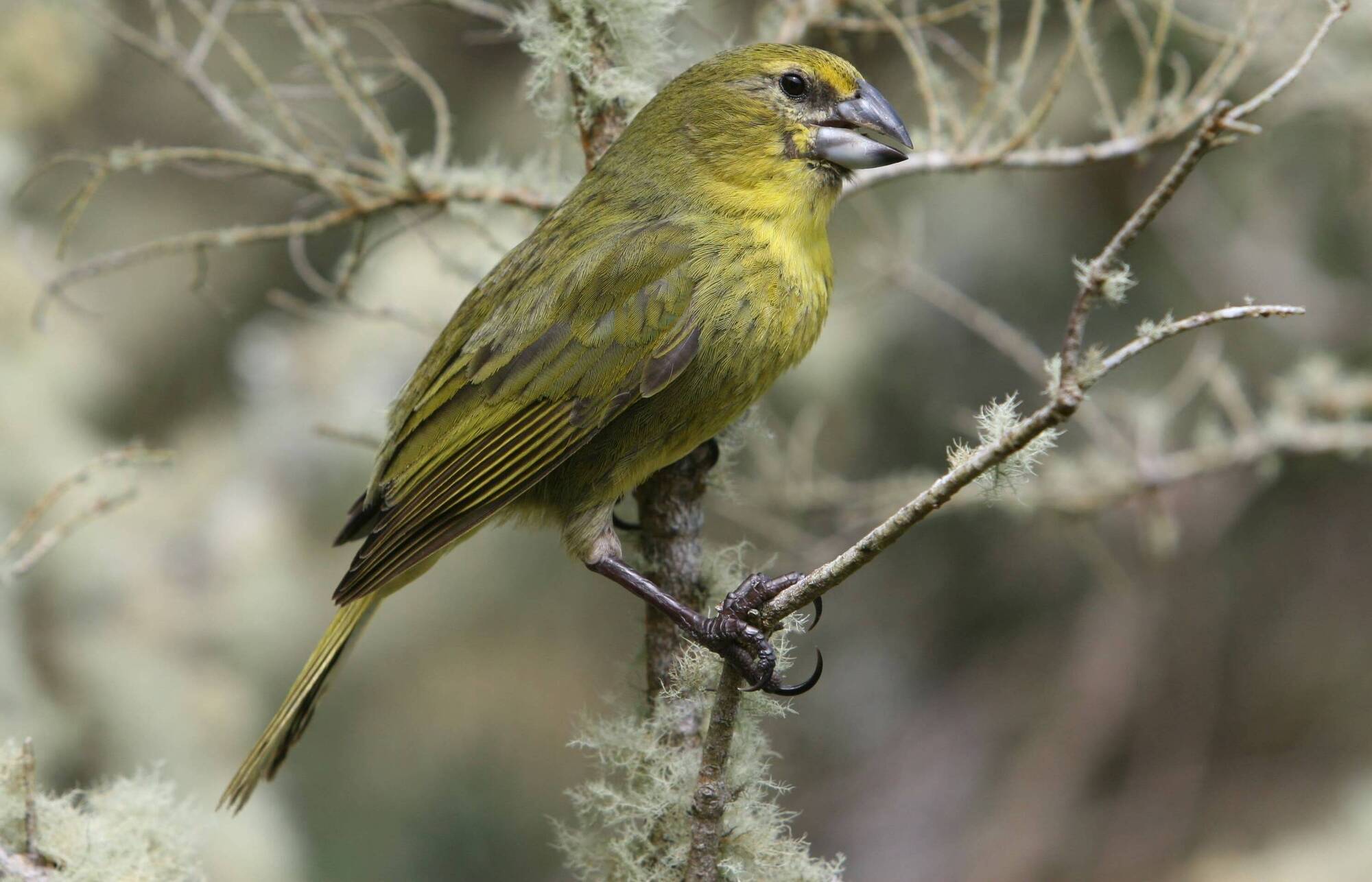 Remote island bird at risk of extinction is thrown a lifeline by parasitic wasps