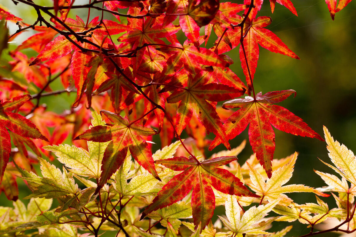 Japanese maple (Acer palmatum) variety 'Ginko San'.