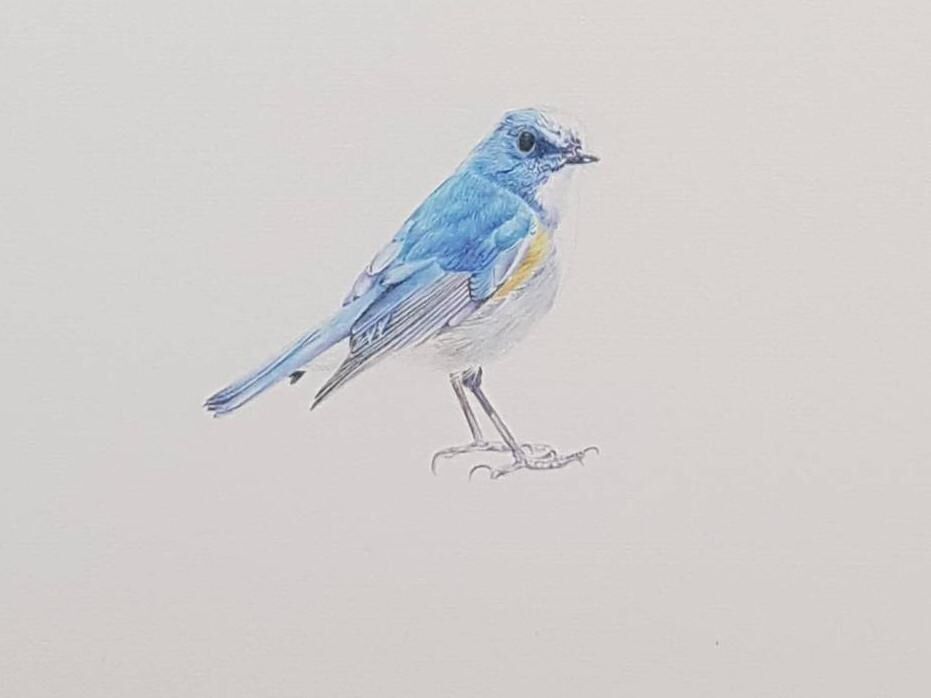 A detail of Red-Flanked Bluetail, by Amber Broughton. 