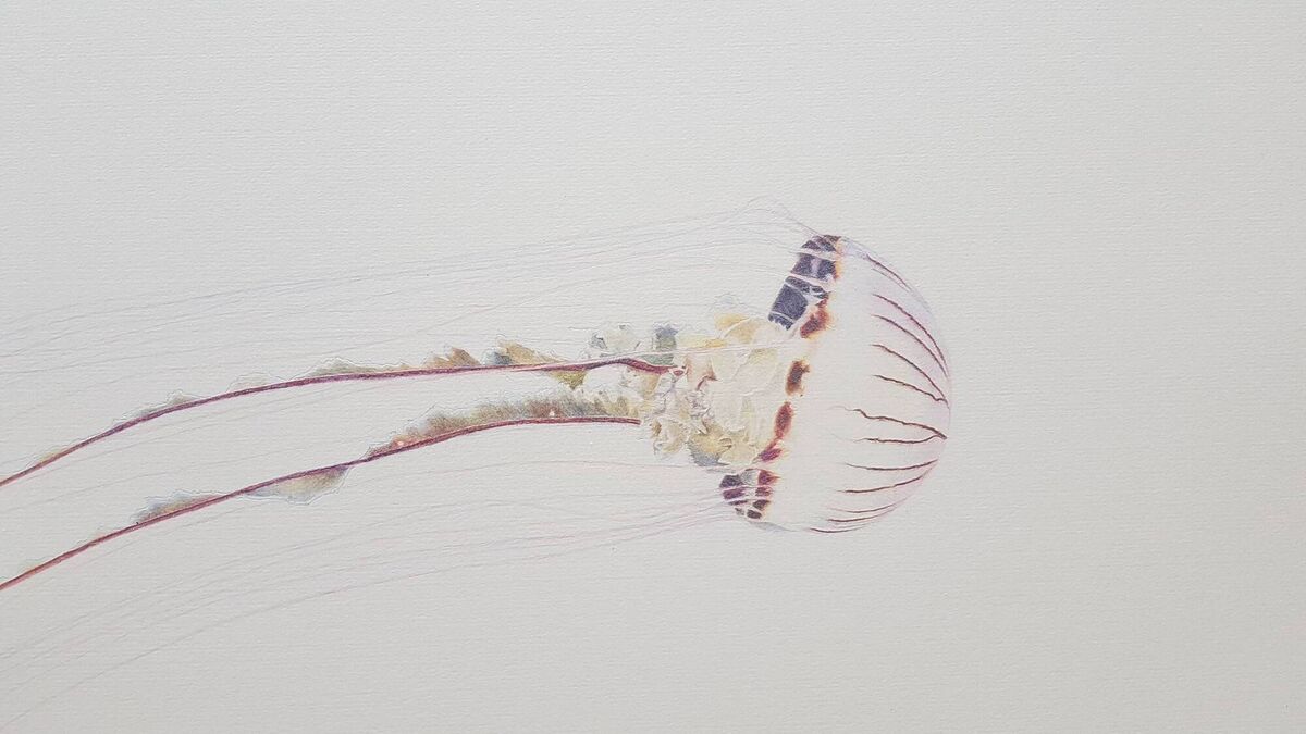 A detail of Compass Jellyfish, by Amber Broughton.