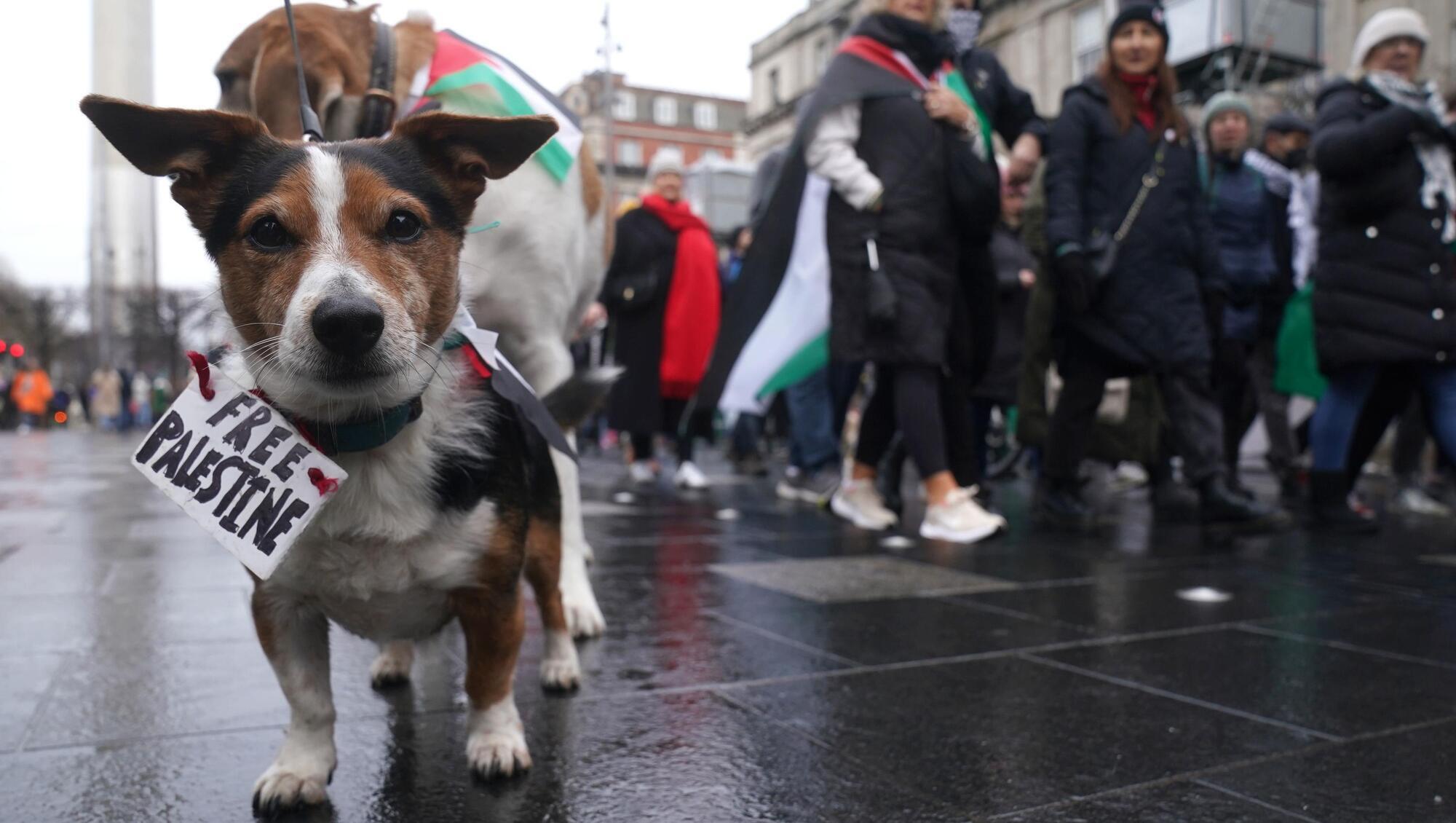Séamas O'Reilly: Ireland's solidarity with Palestine is rooted in history — and common cause