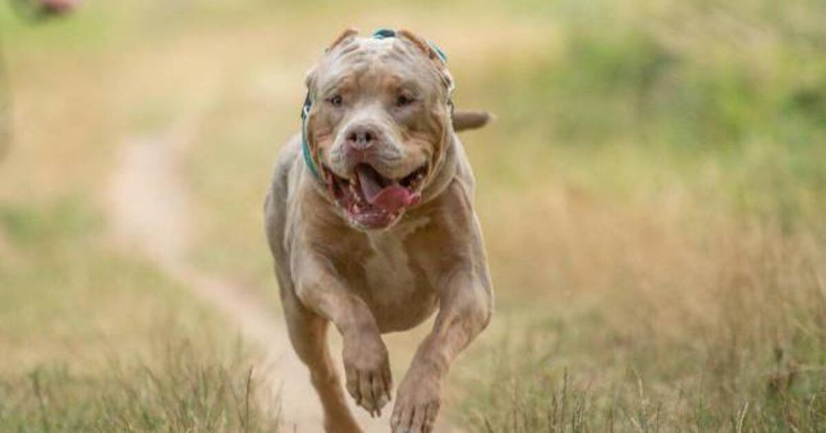 Cork county reports second highest number of dog attacks on people