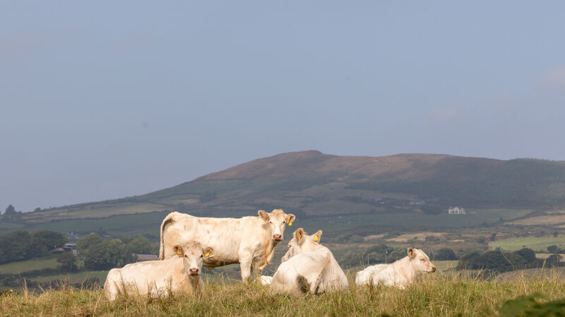 South-west remains agricultural stronghold as entrepreneurial income totals €456m