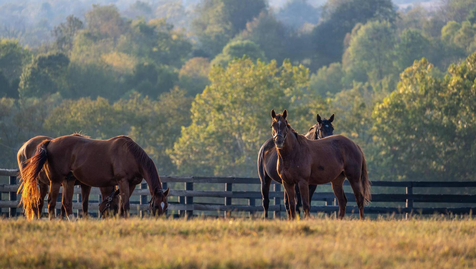 Kentucky: Visiting the home of Muhammad Ali, The Louisville Slugger, and the Mint Julep