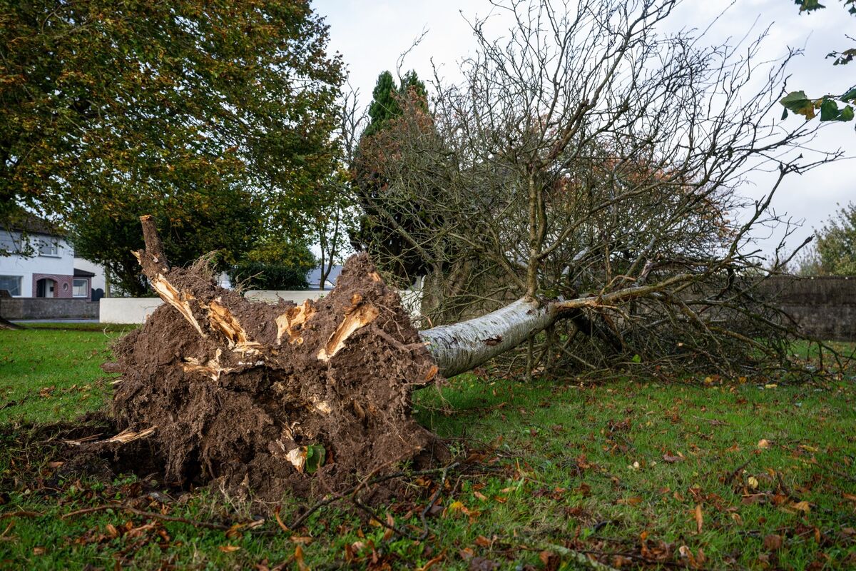 A tree blown down by Storm Ashley in Bishopstown, Cork. Picture: Chani Anderson A tree blown down by Storm Ashley in Bishopstown, Cork. Picture: Chani Anderson