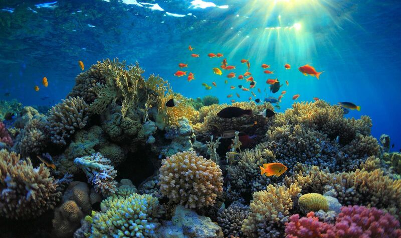 Coral reefs are important fish nurseries and help feed more than 500 million people worldwide. Picture: iStock Coral reefs are important fish nurseries and help feed more than 500 million people worldwide. Picture: iStock