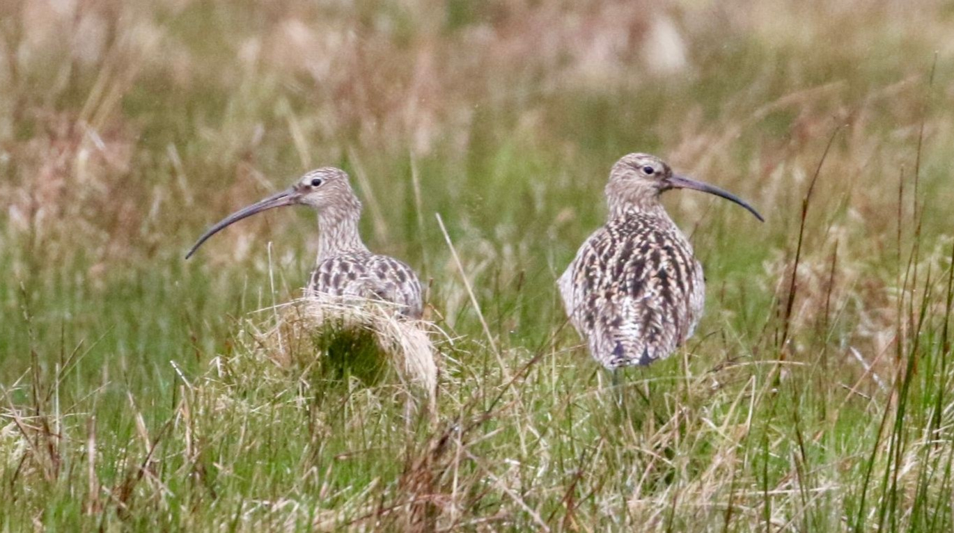 Ground-nesting bird populations declining faster than any other bird species in Europe