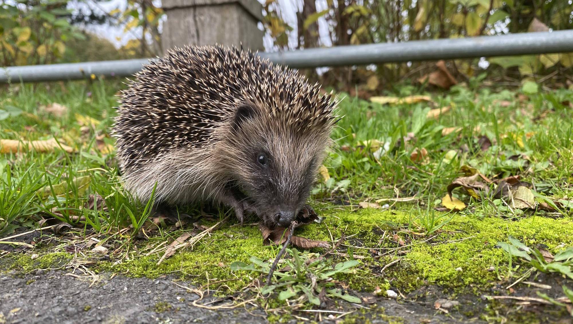 Fears for hedgehog numbers spikes as it faces risk of extinction