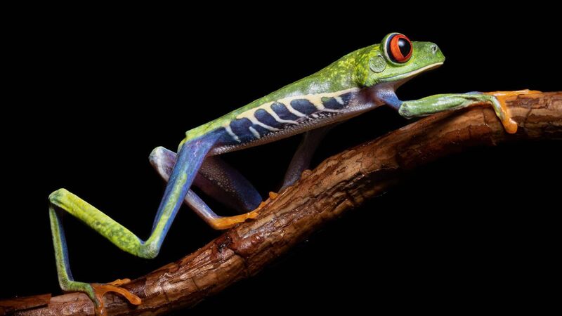 UN Cop16 nature talks gridlocked as conservation funding trickles in UN Cop16 nature talks gridlocked as conservation funding trickles in