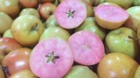 Pink apples to go on sale in Tesco